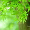 鎌倉-297