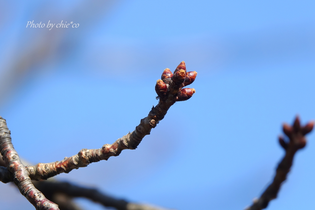 桜の蕾。。