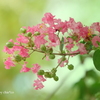百日紅・・-011