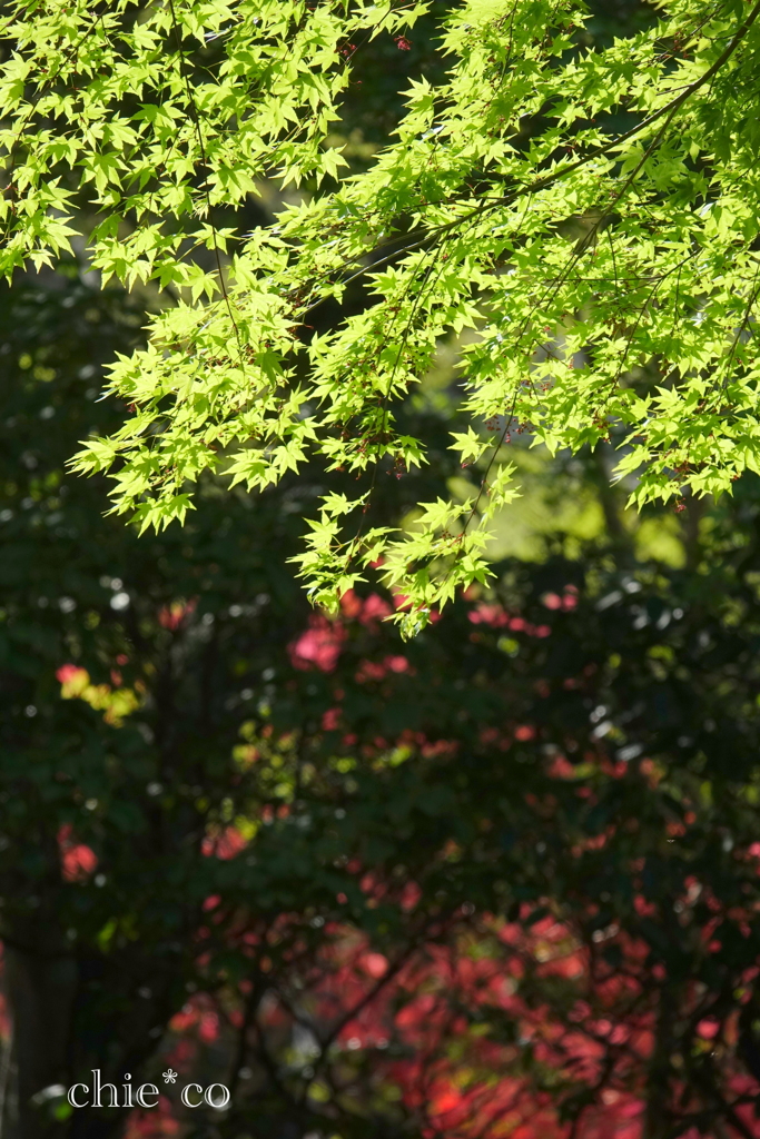 箱根-418