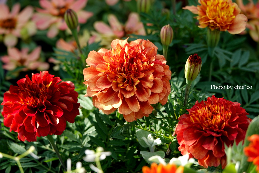 港の見える丘公園-201