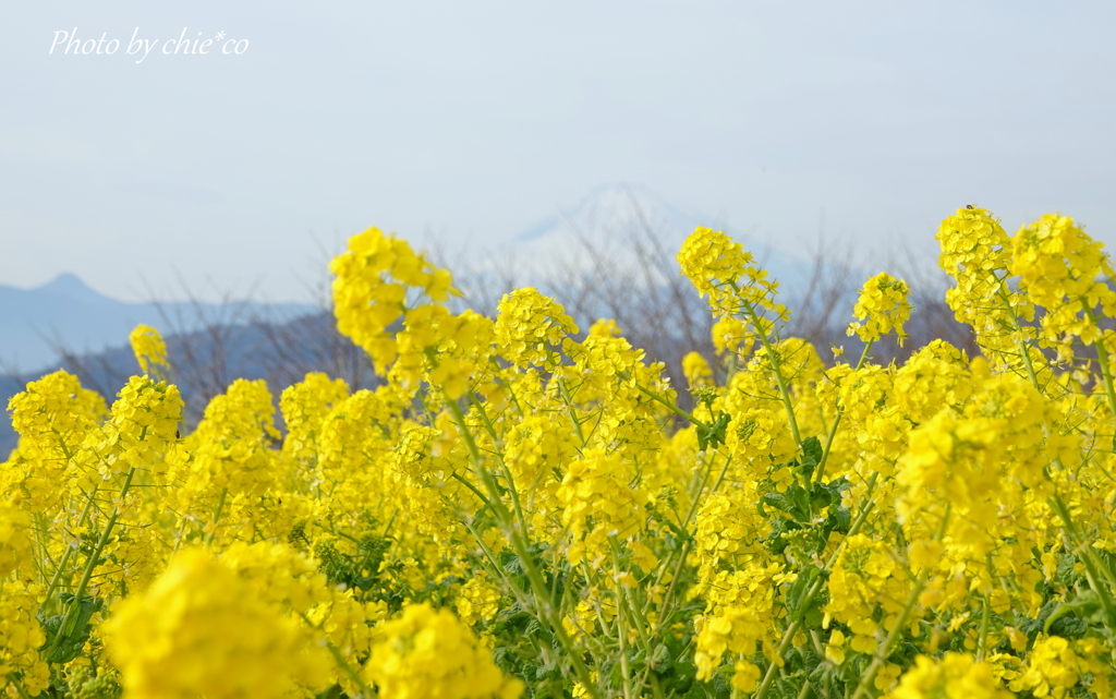 吾妻山公園-109