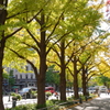 Yokohama 秋彩 -092