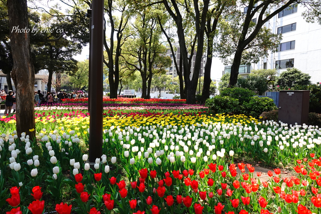 横浜公園-266