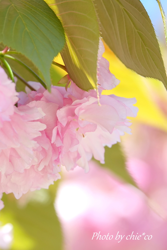 八重桜。。3