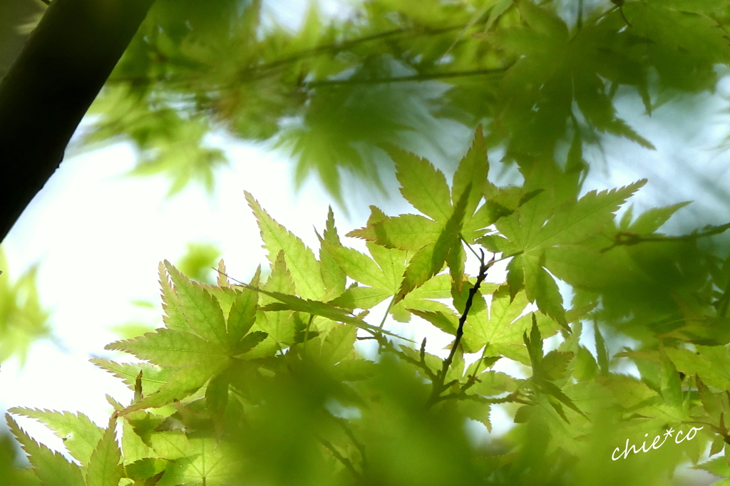 鎌倉-317