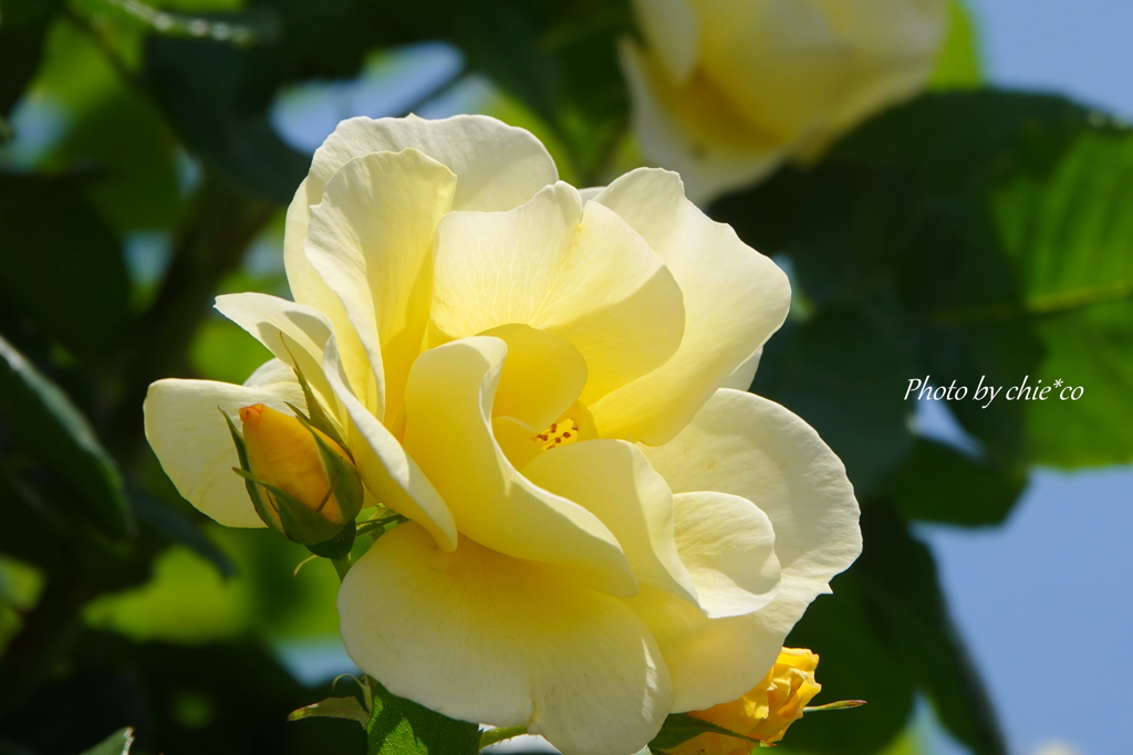 薔薇の咲く山下公園-189