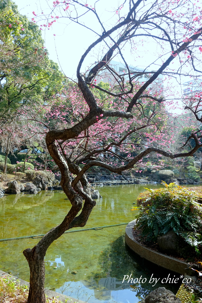 横浜公園-066