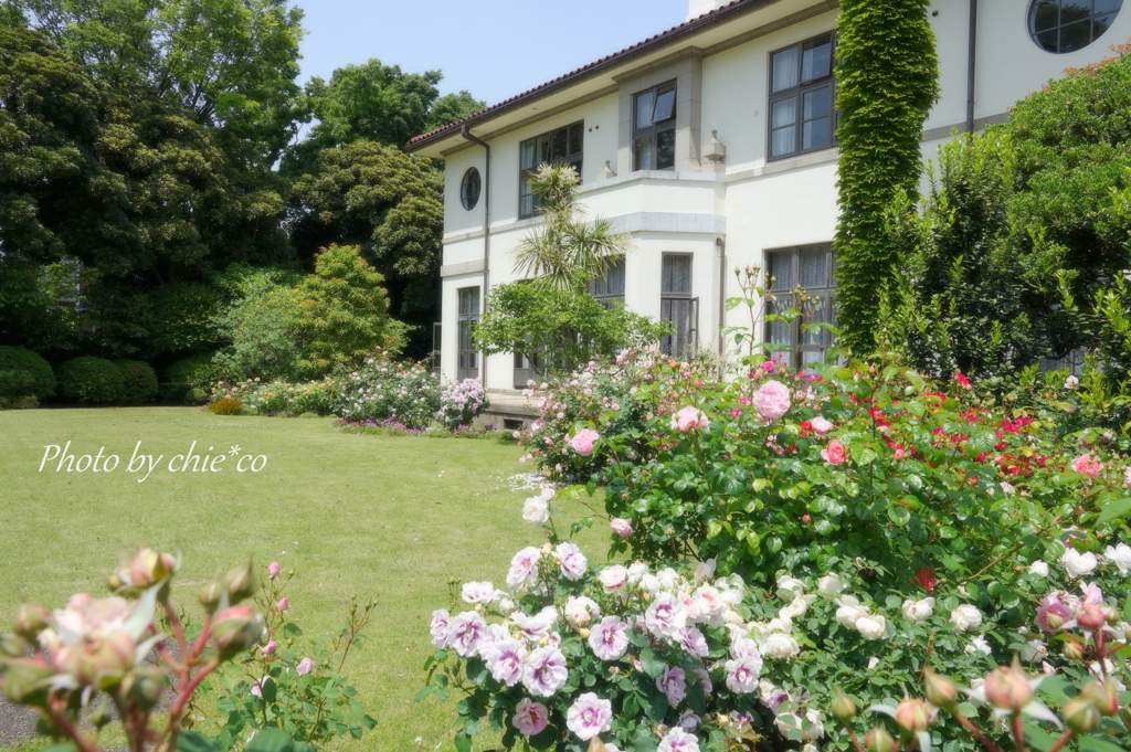 横浜 Rose Week-304