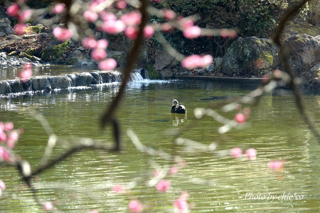 横浜公園-061