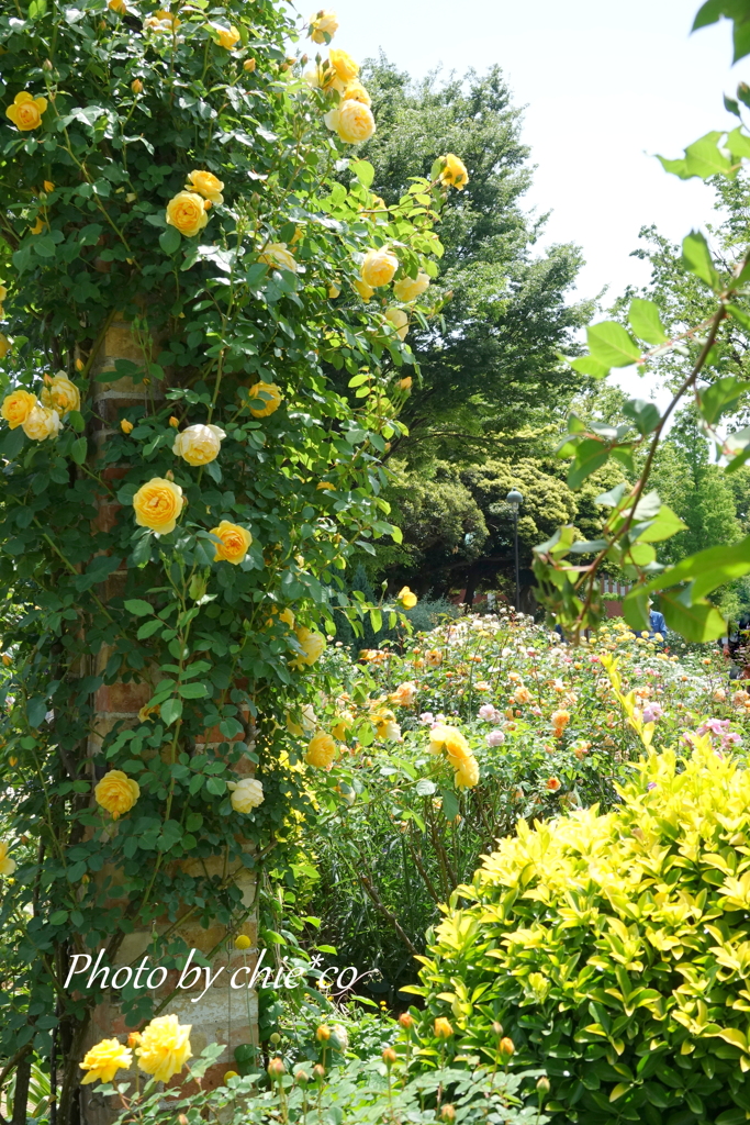 横浜 Rose Week-308