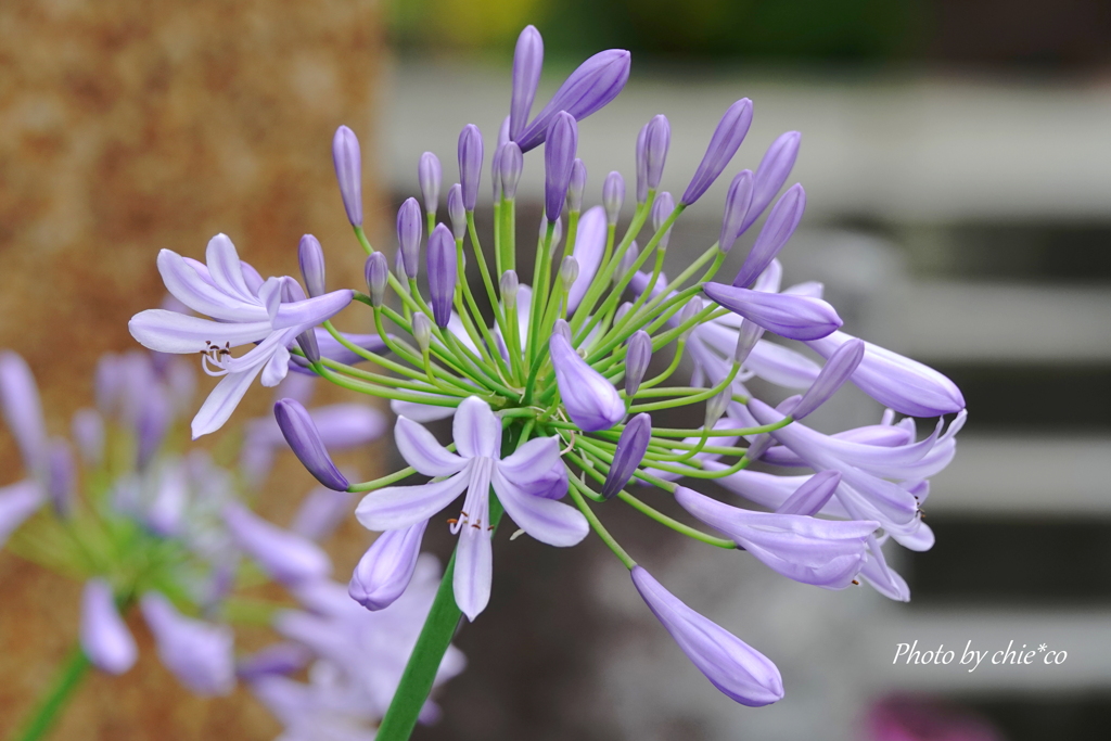 鎌倉 大巧寺-042
