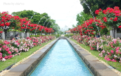 山手イタリア山庭園-105