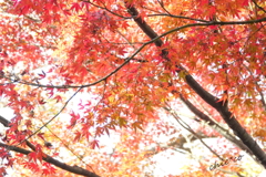 三渓園-405