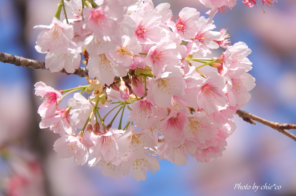 横浜関内　大寒桜-009