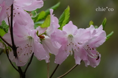 箱根湿生花園-260