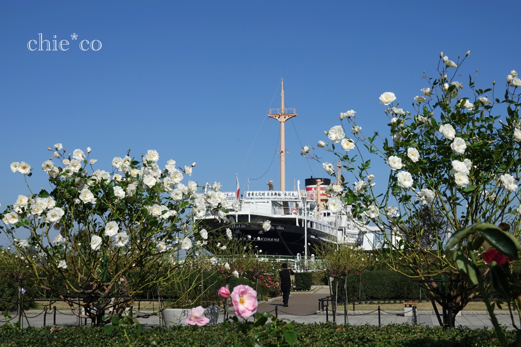 白薔薇と。。氷川丸と。。