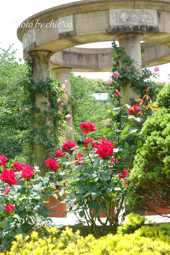 横浜 Rose Week-331