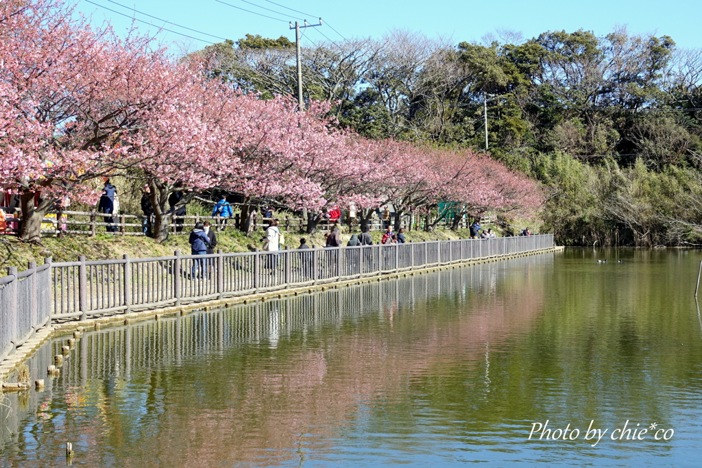 三浦海岸の河津桜-125