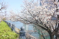 横浜＊桜さんぽ-252