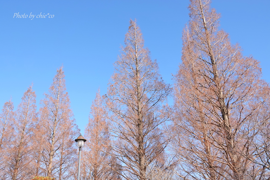 山手イタリア山庭園-104