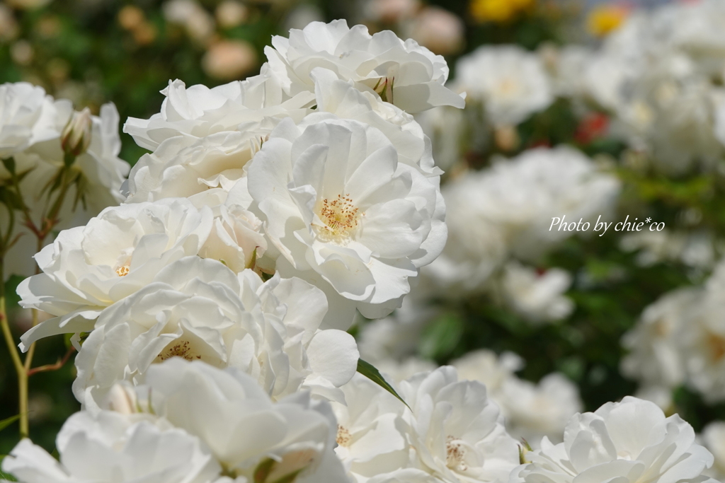 薔薇の咲く山下公園-174