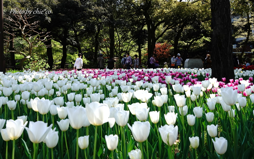 横浜公園-250