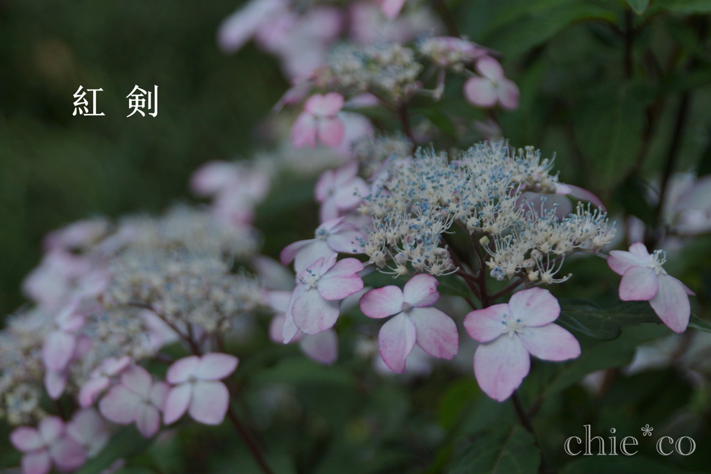 瀬戸神社～山あじさい-457