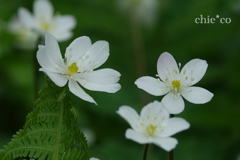 箱根湿生花園-228