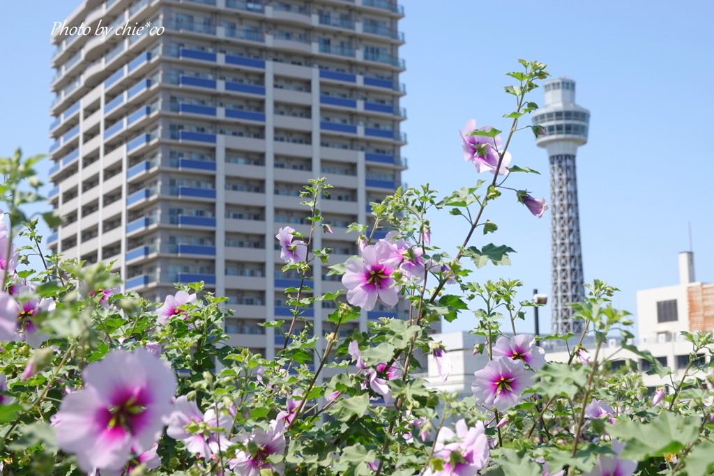 アメリカ山公園-006