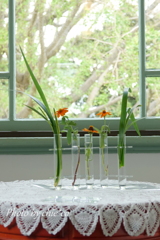 生けた花。。2