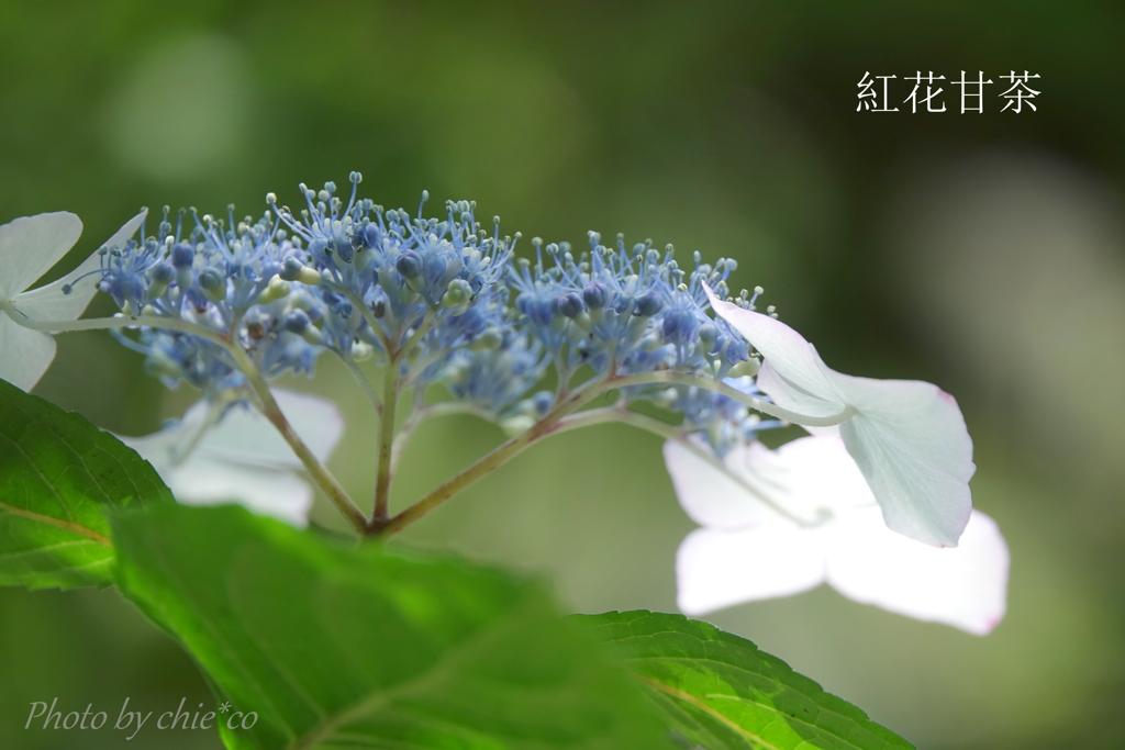 瀬戸神社の山あじさい-273