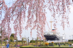しだれ桜咲く・・山下公園～1