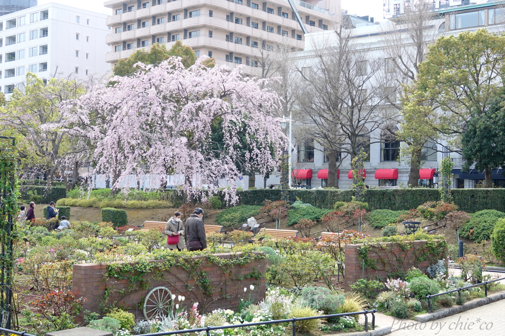 山下公園のしだれ桜 015 By Chie Co Id 写真共有サイト Photohito