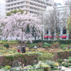 山下公園のしだれ桜-015