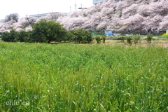 春めき桜-164