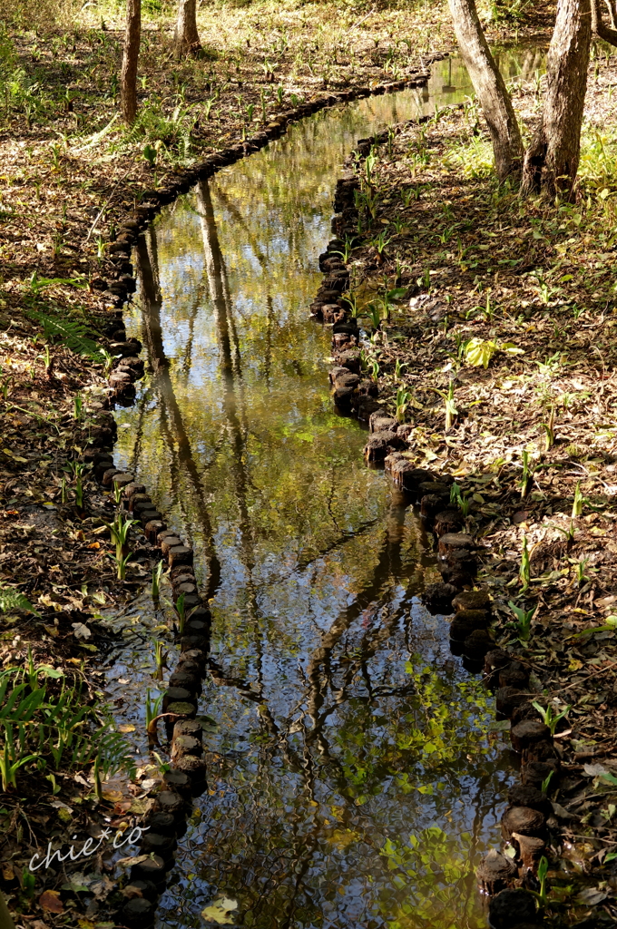 箱根湿生花園-224