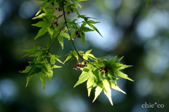 箱根-436