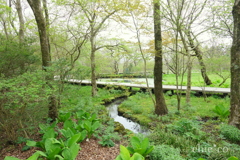 箱根湿生花園-222