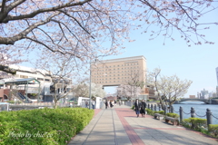 横浜＊桜さんぽ-255