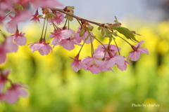 三浦海岸の河津桜-107