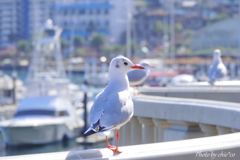 熱海-131