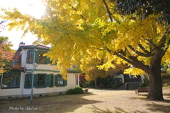山手イタリア山庭園-151