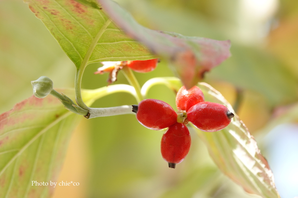 アメリカ山公園-063