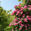 山下公園-084