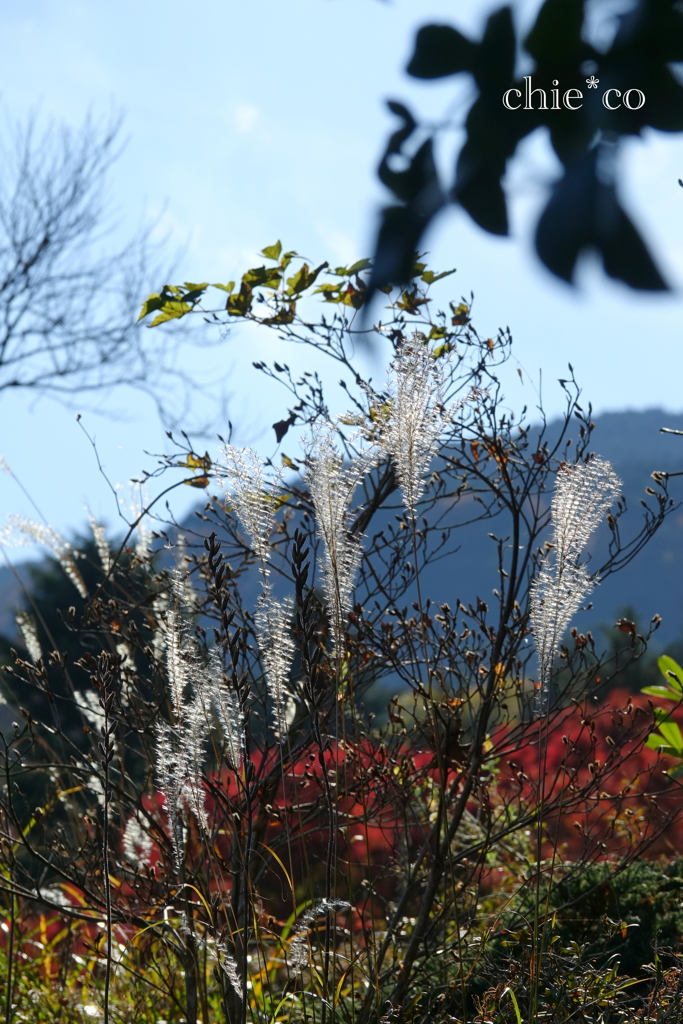 強羅公園-088