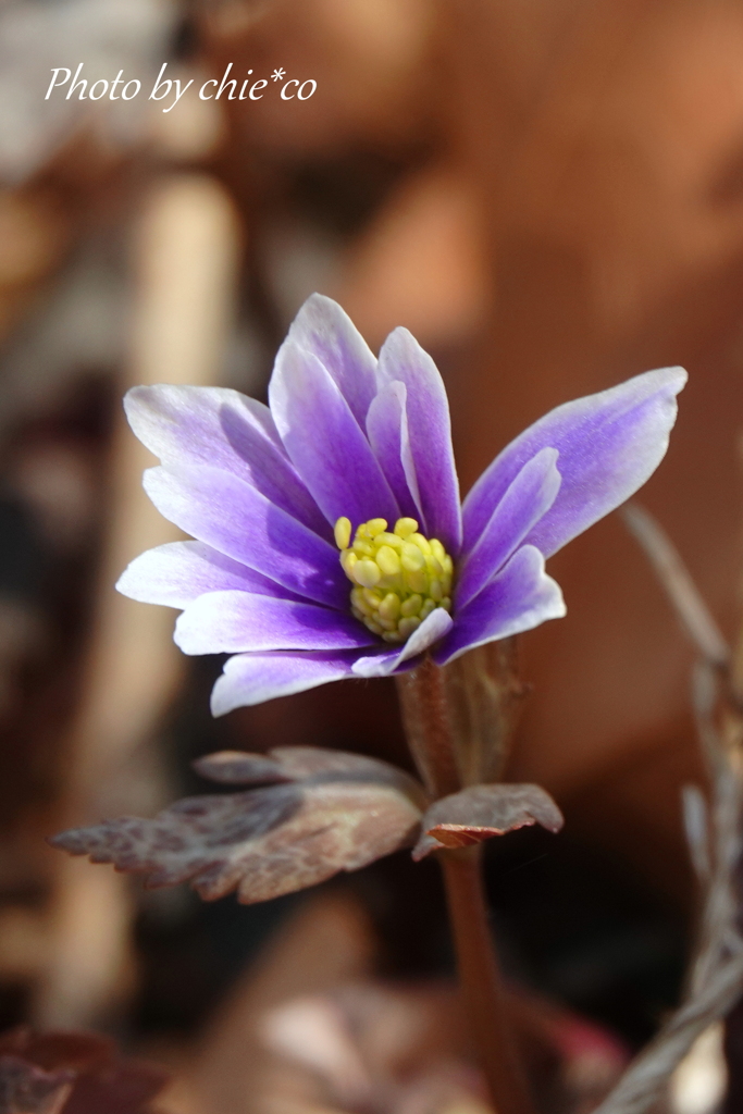 大船フラワーセンター-199