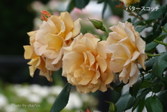 アメリカ山公園-154