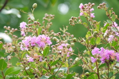 百日紅・・-010
