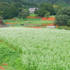 日向薬師-241